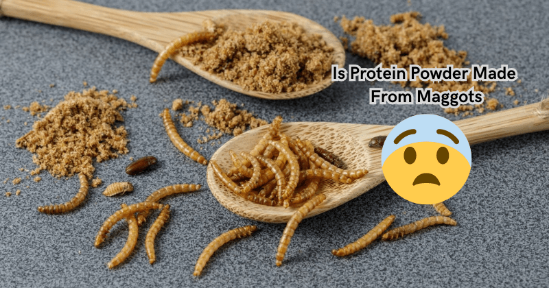 Maggot Powder Is Protein Powder Made From Maggots - Rip Toned